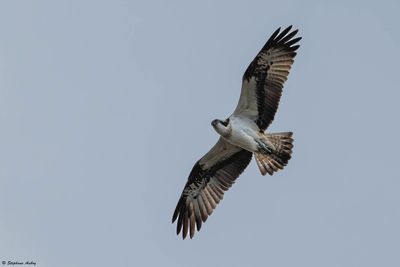 Balbuzard pcheur, Pandion haliaetus