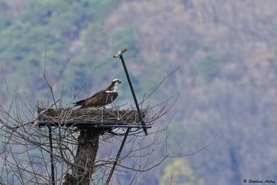 Balbuzard pêcheur, Pandion haliaetus