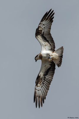 Balbuzard pêcheur, Pandion haliaetus