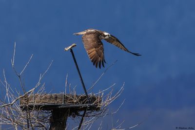 Balbuzard pêcheur, Pandion haliaetus