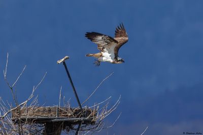 Balbuzard pêcheur, Pandion haliaetus