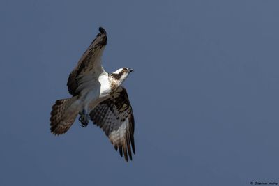 Balbuzard pêcheur, Pandion haliaetus