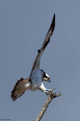Balbuzard pêcheur, Pandion haliaetus