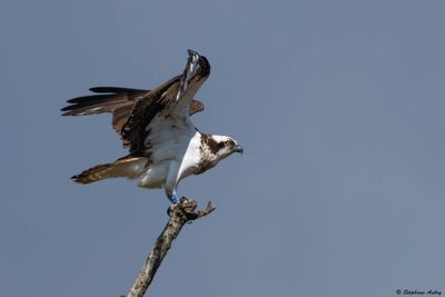 Balbuzard pêcheur, Pandion haliaetus