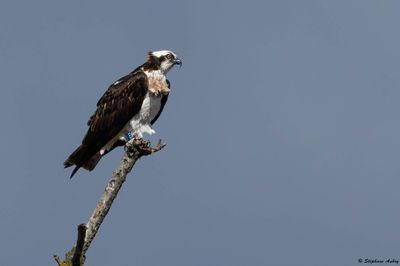 Balbuzard pêcheur, Pandion haliaetus