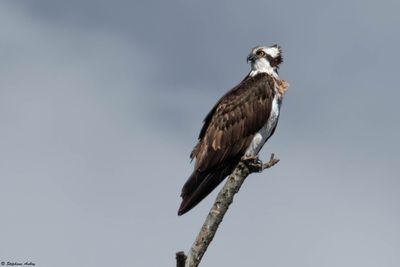 Balbuzard pêcheur, Pandion haliaetus