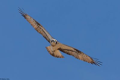 Balbuzard pêcheur, Pandion haliaetus