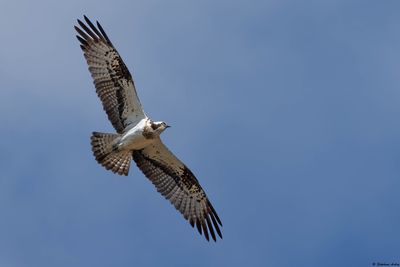 Balbuzard pêcheur, Pandion haliaetus