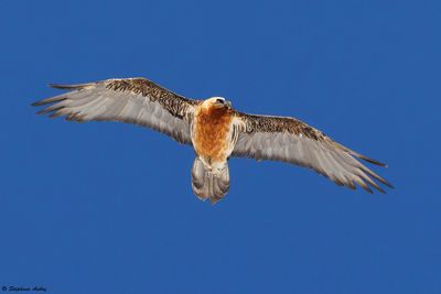 Gypate barbu, Gypaetus barbatus