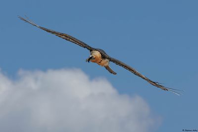 Gypate barbu, Gypaetus barbatus
