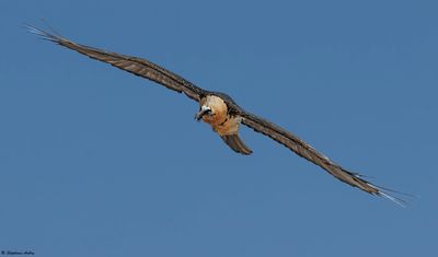 Gypate barbu, Gypaetus barbatus