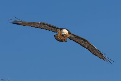 Gypate barbu, Gypaetus barbatus