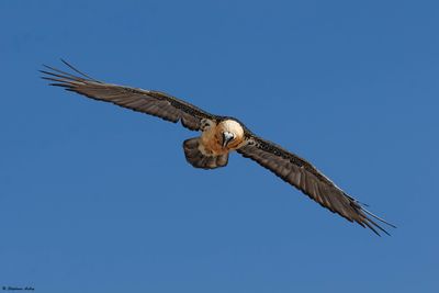 Gypate barbu, Gypaetus barbatus