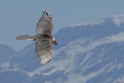 Gypate barbu, Gypaetus barbatus