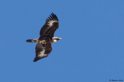 Aigle royal, Aquila chrysaetos