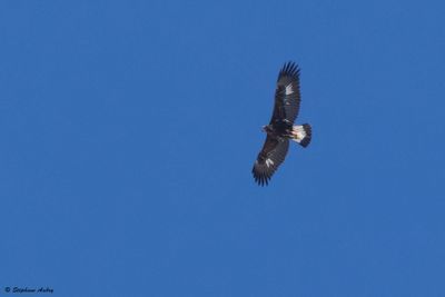 Aigle royal, Aquila chrysaetos