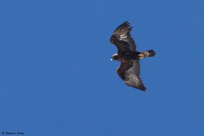 Aigle royal, Aquila chrysaetos