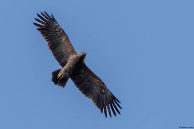 Aigle pomarin, Clanga pomarina