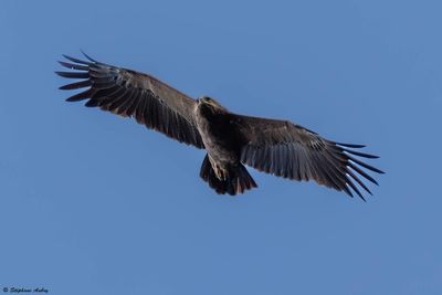 Aigle pomarin, Clanga pomarina