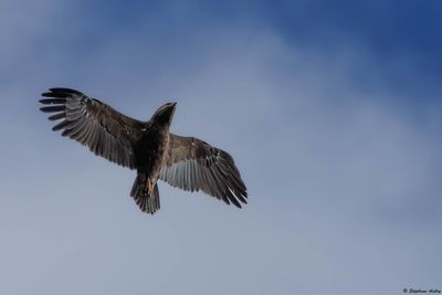 Aigle pomarin, Clanga pomarina