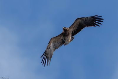 Aigle pomarin, Clanga pomarina