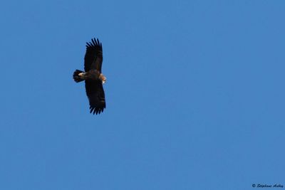 Aigle pomarin, Clanga pomarina