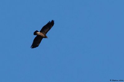 Aigle pomarin, Clanga pomarina