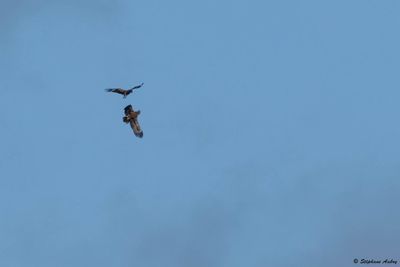 Aigle pomarin, Clanga pomarina