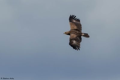 Aigle pomarin, Clanga pomarina