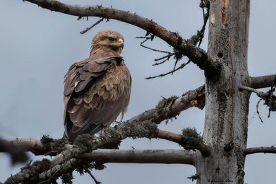 Aigle pomarin, Clanga pomarina