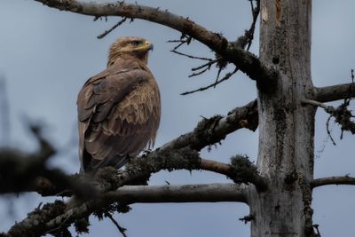 Aigle pomarin, Clanga pomarina