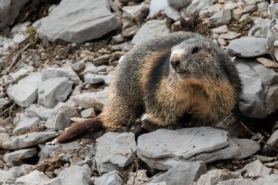 Marmotte des Alpes, Marmota marmota