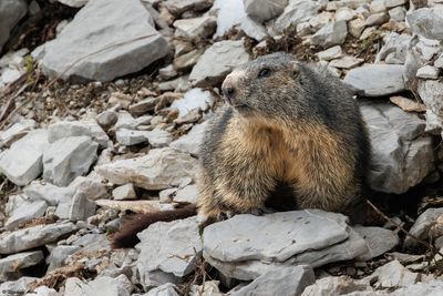 Marmotte des Alpes, Marmota marmota