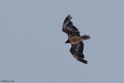 Gypačte barbu, Gypaetus barbatus
