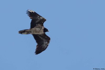 Gypačte barbu, Gypaetus barbatus