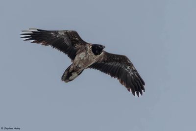 Gypačte barbu, Gypaetus barbatus