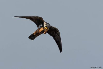 Faucon hobereau, Falco subbuteo
