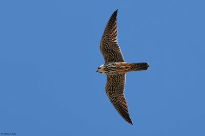 Faucon hobereau, Falco subbuteo