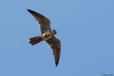 Faucon hobereau, Falco subbuteo