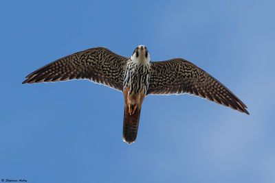 Faucon hobereau, Falco subbuteo