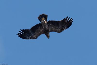 Aigle pomarin, Clanga pomarina