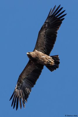 Aigle pomarin, Clanga pomarina