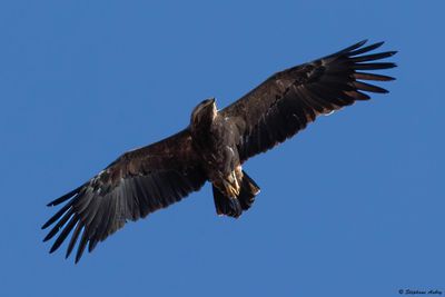 Aigle pomarin, Clanga pomarina