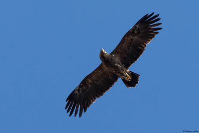 Aigle pomarin, Clanga pomarina