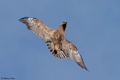 Aigle pomarin, Clanga pomarina