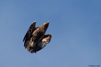 Aigle pomarin, Clanga pomarina