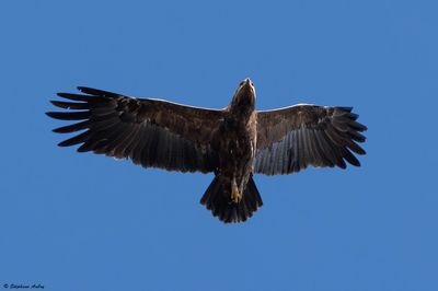 Aigle pomarin, Clanga pomarina