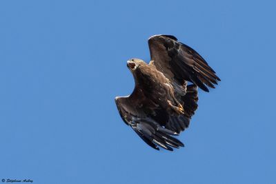 Aigle pomarin, Clanga pomarina