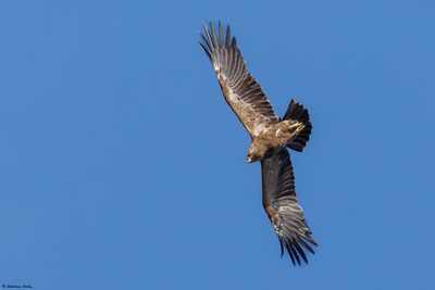 Aigle pomarin, Clanga pomarina