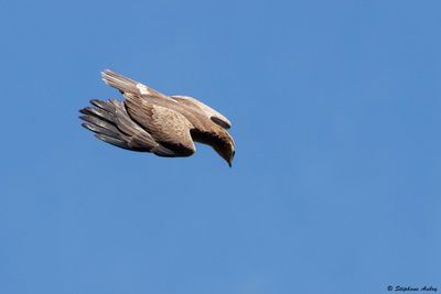Aigle pomarin, Clanga pomarina